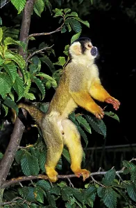 Squirrel Monkey Prints: SQUIRREL MONKEY (saimiri sciureus)