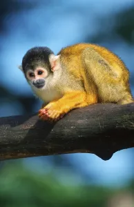 New World Monkey Prints: Squirrel Monkey (Saimiri sciureus)