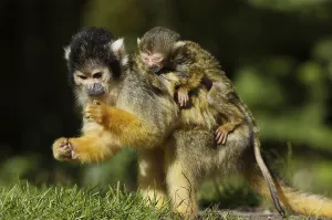 Deserted Jungle Scene Prints: Squirrel Monkey (Saimiri sciureus)