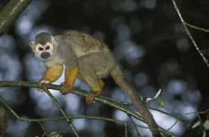 Squirrel Monkey Prints: SQUIRREL MONKEY (saimiri sciureus)