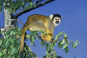 Squirrel Monkey Prints: Squirrel Monkey (saimiri sciureus)
