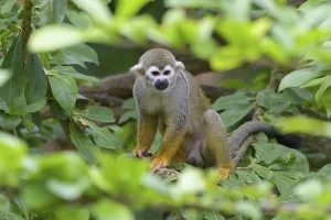 Primate Animals Prints: Squirrel Monkey (Saimiri sciureus), captive