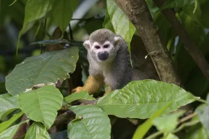 Primate Animals Prints: Squirrel Monkey (Saimiri sciureus), captive
