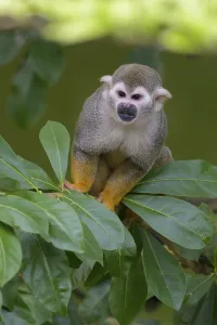 Captive Primate Prints: Squirrel Monkey (Saimiri sciureus), captive