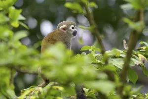 Captive Primate Prints: Squirrel Monkey (Saimiri sciureus), captive