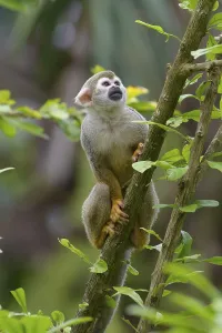 Captive Primate Prints: Squirrel Monkey (Saimiri sciureus), captive