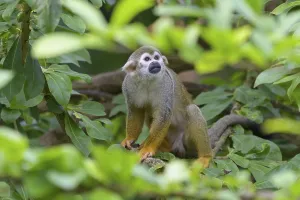 Primate Animal Pictures Prints: Squirrel Monkey (Saimiri sciureus), captive
