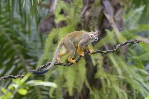 Captive Primate Prints: Squirrel Monkey (Saimiri sciureus), captive