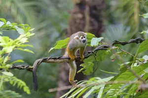 Captive Primate Prints: Squirrel Monkey (Saimiri sciureus), captive