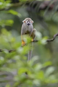 New World Monkey Images Prints: Squirrel Monkey (Saimiri sciureus), captive