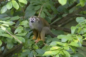 Common Squirrel Monkey Prints: Squirrel Monkey (Saimiri sciureus), captive