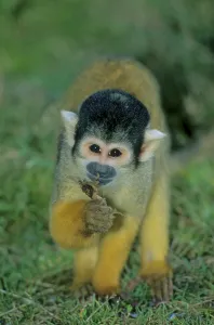 Animal Feed Ingestion Prints: Squirrel monkey or squirrel monkey foraging