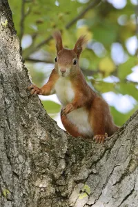 Deciduous Tree In Germany Prints: Squirrel at the nut tree