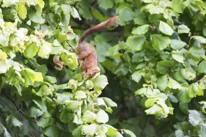 Deserted Farming Scene Prints: Squirrel picking hazelnuts in hazelnut tree