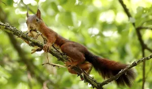 Rodents In Nature Prints: Squirrel Rodent (Sciurus)