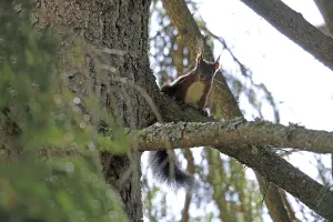 Squirrel Images Prints: Squirrel (Sciurus)