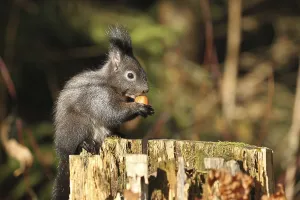 Black Squirrel Germany Prints: Squirrel (Sciurus) black specimen eats hazelnut on old subben