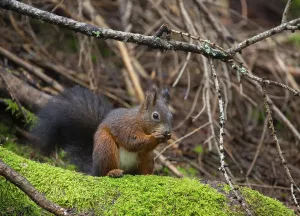 Animal Feed Consumption Prints: Squirrel (Sciurus) eating