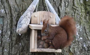 Eco Friendly Bird Feeders Prints: Squirrel (Sciurus) eats hazelnuts at the feeder