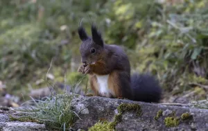 Animal Feeding Habits Prints: Squirrel (Sciurus) eats nut