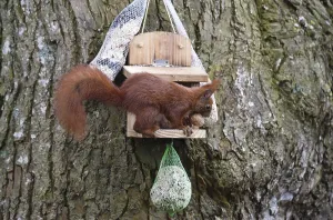 Bird Feeder Wildlife Prints: Squirrel (Sciurus) eats nuts at the feeder