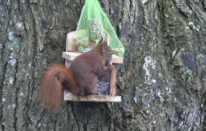 Winter Bird Feeder Prints: Squirrel (Sciurus) eats peanuts at the feeder in winter