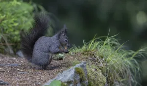 Mammal Eating Habits Prints: Squirrel (Sciurus), when feeding
