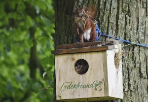 Deciduous Tree Animals Prints: Squirrel (Sciurus) fetches nesting material from a nesting hole on a lime tree