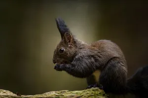 Tree Branch Animals Prints: Squirrel (Sciurus) with nut on branch