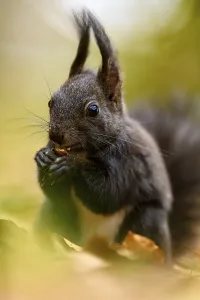 Forest Floor Animals Prints: Squirrel (Sciurus) with nut on forest floor