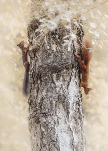 North Rhine Westphalia Forest Scene Prints: Squirrel (Sciurus), playing on thick tree trunk