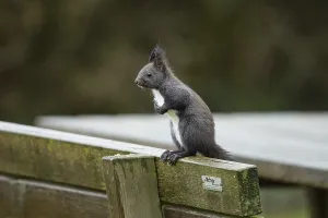 Deserted Bench Scene Prints: Squirrel (Sciurus vulgaris)