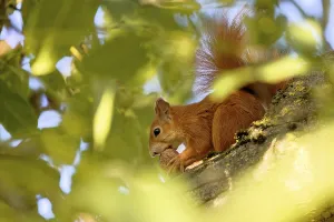Central Europe Wildlife Photo Prints: Squirrel in a tree