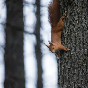 Empty Forest Landscape Prints: Squirrel on a tree