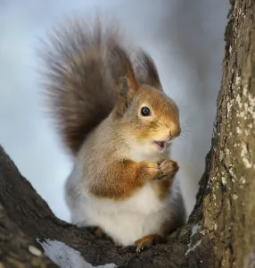 Empty Forest Landscape Prints: The squirrel in the winter in a tree fork
