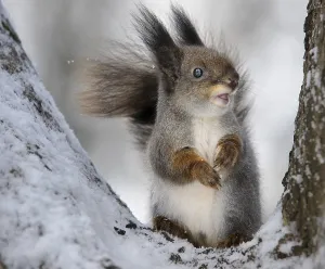 Uninhabited Forest Animals Prints: The squirrel in the winter in a tree fork