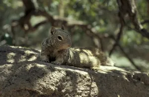Empty Forest Scenes Prints: Squirrels (Sciuridae)