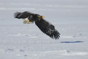 Steller's Sea Eagle in Flight Print, Hokkaido, Japan