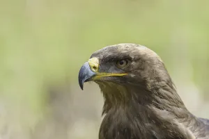Grassland Animals Prints: Steppe Eagle