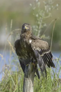 Grassland Animals Prints: Steppe Eagle