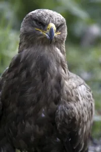 Wildlife Photography Eagles Prints: Steppe Eagle