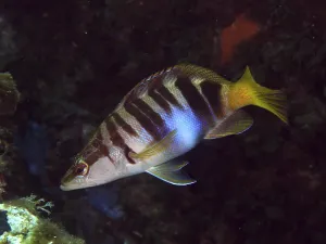 Ray Finned Fish Europe Prints: A striped fish, the scribbled perch (Serranus scriba)