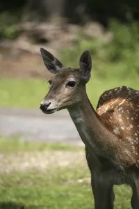 Summer Coat Deer Prints: In the summer coat