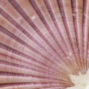 Empty Deserted Beach Scene Prints: Detail of the surface of a seashell