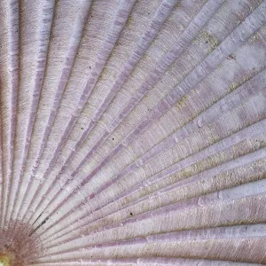 Uninhabited Coastline Photo Prints: Detail of the surface of a seashell