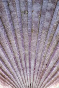 Empty Deserted Beach Scene Prints: Detail of the surface of a seashell