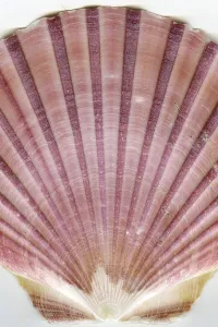 Bivalve Mollusk Prints: Detail of the surface of a seashell