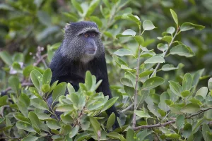 Tanzania National Parks Prints: Sykes monkey (Cercopithecus mitis)