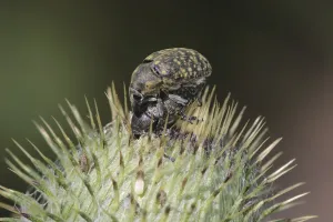 Insect Mating Season Prints: Thick moth copulation