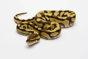 Tiger Phantom Ball Python or Royal Python (Python regius)